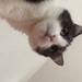 Katze sucht neues Zuhause - Bild 2