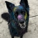 Gassiegeher/in gesucht als Minijob - Bild 1