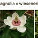 Magnolie Wiesneri / Weiße Blüte duftend - Bild 2