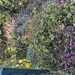 Viele Pflanzen große Menge - Bild 4