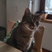 Kater vermisst Steintor - Bild 1