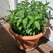 Pfefferminze  - Bild 1