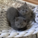 BKH Kitten in liebevolle Hände abzugeben - Bild 1