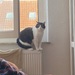 Katze sucht neues Zuhause - Bild 1