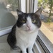 Katze sucht neues Zuhause - Bild 4
