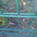 Doppelstabzaun , einstabzaun Felder gesucht  - Bild 1