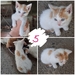 Katzenbabys suchen Zuhause  - Bild 1