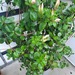 Dipladenia (Sundavil) weiss,  ca. 1,70m hoch  - Bild 5