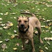 Zweit Familie gesucht/ Dog Sharing  - Bild 1