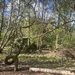 WOHNEN WIE IN KANADA - BLOCKHAUS AM WALDRAND - Bild 44