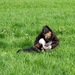 Gassi Hilfe in Walle Bremen gesucht !  - Bild 1