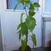 Rote Paprika Pflanze  - Bild 1