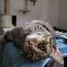 Katze sucht liebevolles Zuhause - Bild 1