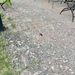 !!Terrassensteine/Betonsteine zu verschenken!! - Bild 1