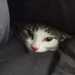 Junge Katze abzugeben  - Bild 1