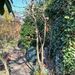 Outdoor Kastanie im Topf - Bild 1