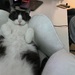 Katze sucht neues Zuhause - Bild 10