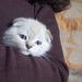 Schottischer Kater  - Bild 8