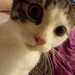 Junge Katze abzugeben  - Bild 3
