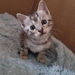 Bengal sibirische Waldkatzen Kitten  - Bild 1