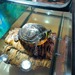 Gelbwangenschildkröte an Tierliebhaber abzugeben  - Bild 1