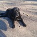 Schwarze Labradorhündin entlaufen  - Bild 1
