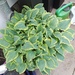 Große und kleine Hostas  - Bild 2