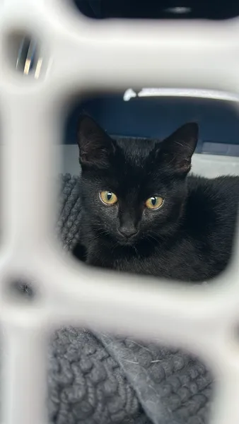 Kitten schwarz 