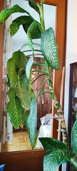 Difembachia 
